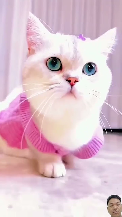Kucing pakai baju pink lucu #cat #duniakucinglucu #kucinglucu #kucingluculucu #kucing