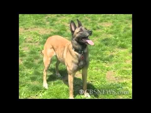 Video: Canine May Have Lent A Helping Paw In Bin Ladens Capture