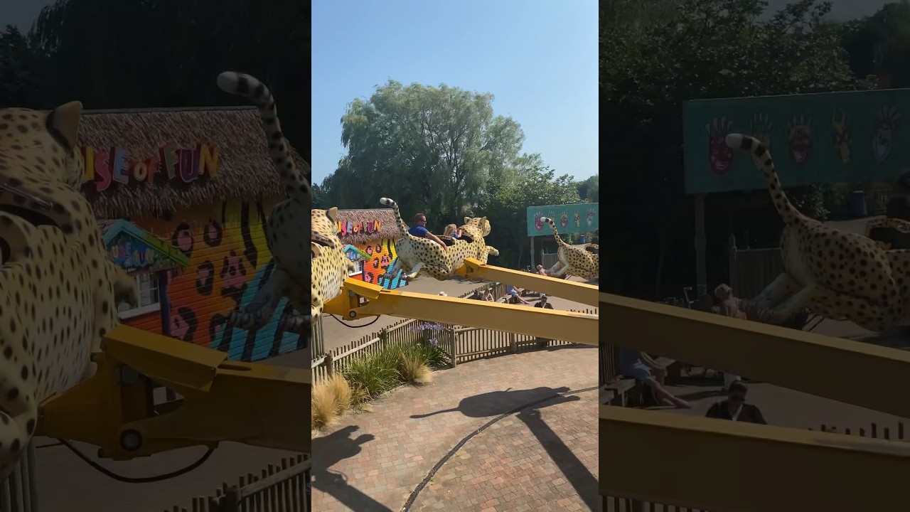 Feel the Thrill: Cheetahs in Action at Drusillas Park!