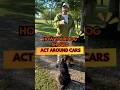 Dog Car Training: How Your Energy Affects Your Dog’s Reaction to Cars