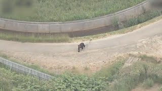 札幌市街地にクマ4人けが   駐屯地にも、猟友会駆除