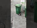 谁给流浪猫点的外卖 #搞笑