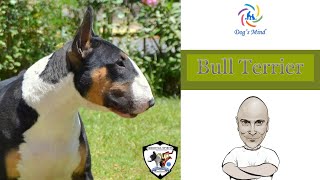 Bull Terrier Bull Terrier we talk to breeders from Immortal Spirits by Inside the Dog's Mind 11,177 views 2 years ago 1 hour, 35 minutes