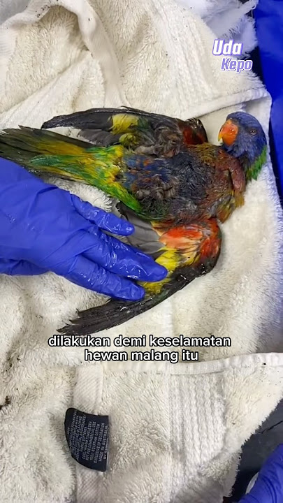 The unexpected thing after saving this bird.