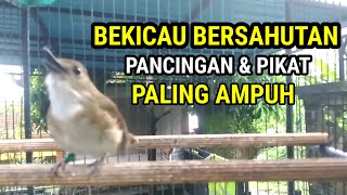 Suara Pancingan SRDC Bali Gacor bersautan di Pagi hari Srdc BAHAN ikut Nyaut Gacor