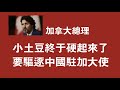 加拿大总理，小土豆终于硬起来了，要驱逐中国驻加大使。2020.10.17NO528#小土豆#克鲁多#驻加大使