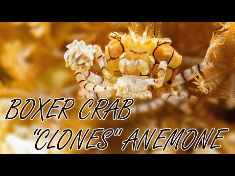 How Do Boxer Crabs Replace Stolen Anemone Gloves? First-Ever Footage Shows How They "Clone" Them