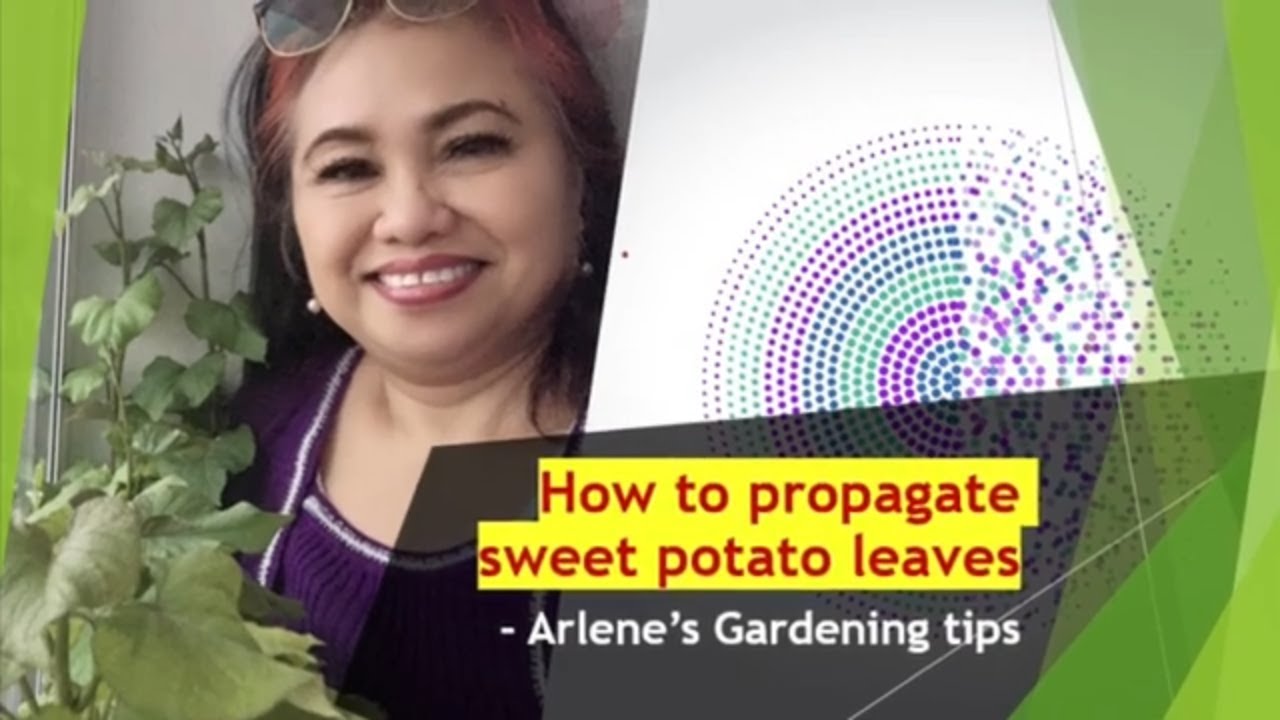 Grow sweet potato slips - The easy way - Arlene Vasquez