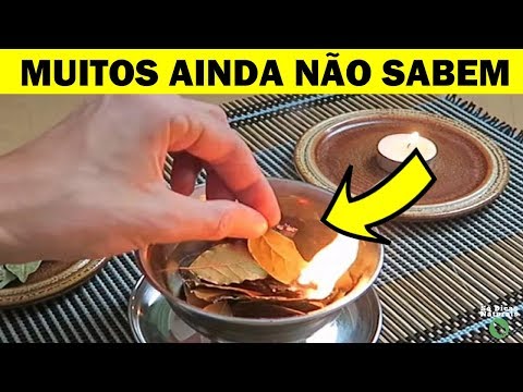 Vídeo: Sete Razões Para Sempre Ter Folha De Louro Em Casa, Além De Cozinhar