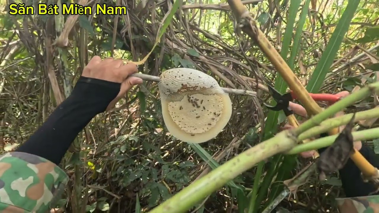 Nay mình chuyển hướng vào rừng tìm mật ong ruồi ae ơi .