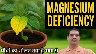 पौधों में मैग्नीशियम की कमी कैसे पहचानें? | Magnesium Deficiency Symptoms in Plants।
