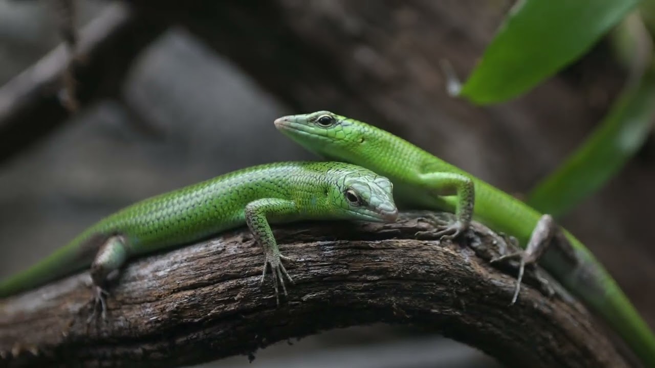 Emerald tree skink 3. Смарагдовый сцинк