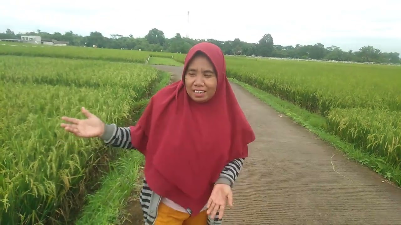 Sawah yang  indah padi yang subur