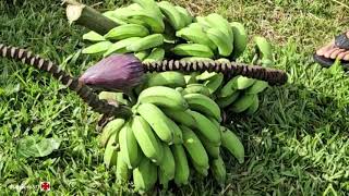 Banana Picking