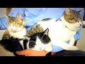 昼寝が重い　捨て猫3匹　保護しました