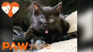 Barbie the kitten decides the family dog is her chew toy!| PAWsitive 🧡