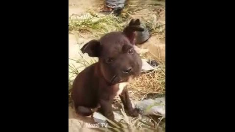 Thấy cũng tội mà thôi cũng kệ