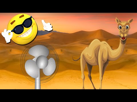 Cum supravietuiesc animalele in desert?