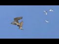 Настырный сокол сапсан всё-таки забрал голубя! Falcon Peregrinus