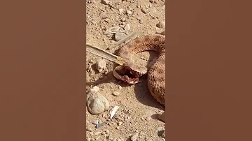 اخطر افعى في العالم وجدت في البيض والحمد لله تم القضاء عليها 