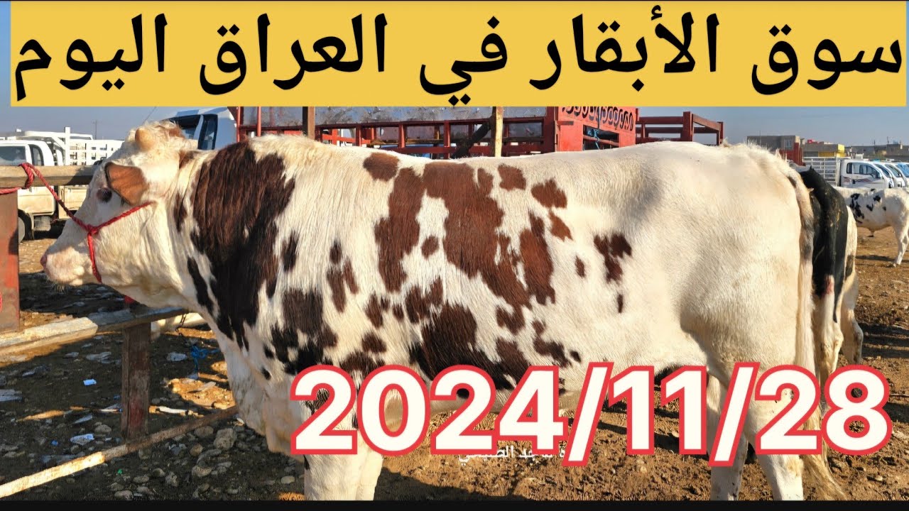 #سوق_الأبقار  في العراق سوق محافظة ديالى وسط العراق