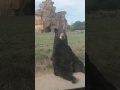 Ours noir attaque une voiture près de Nantes 🐻