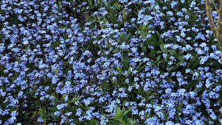 Fill up your garden with Forget Me Not flowers!