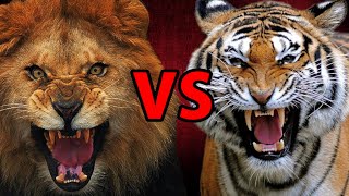 الاسد الإفريقي ضد النمر السيبيري | أشرس مقارنة بين الوحشين | African lion vs Siberian tiger