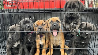 A Day In The Life of An Upcoming Cane Corso Kennel