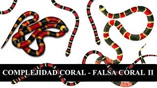 Serpientes coral y falsas coral 2/3 - LA VERDADERA COMPLEJIDAD