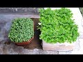 Grow Coriander at home; धनिया उगाएं किसी भी बक्से ( Carton