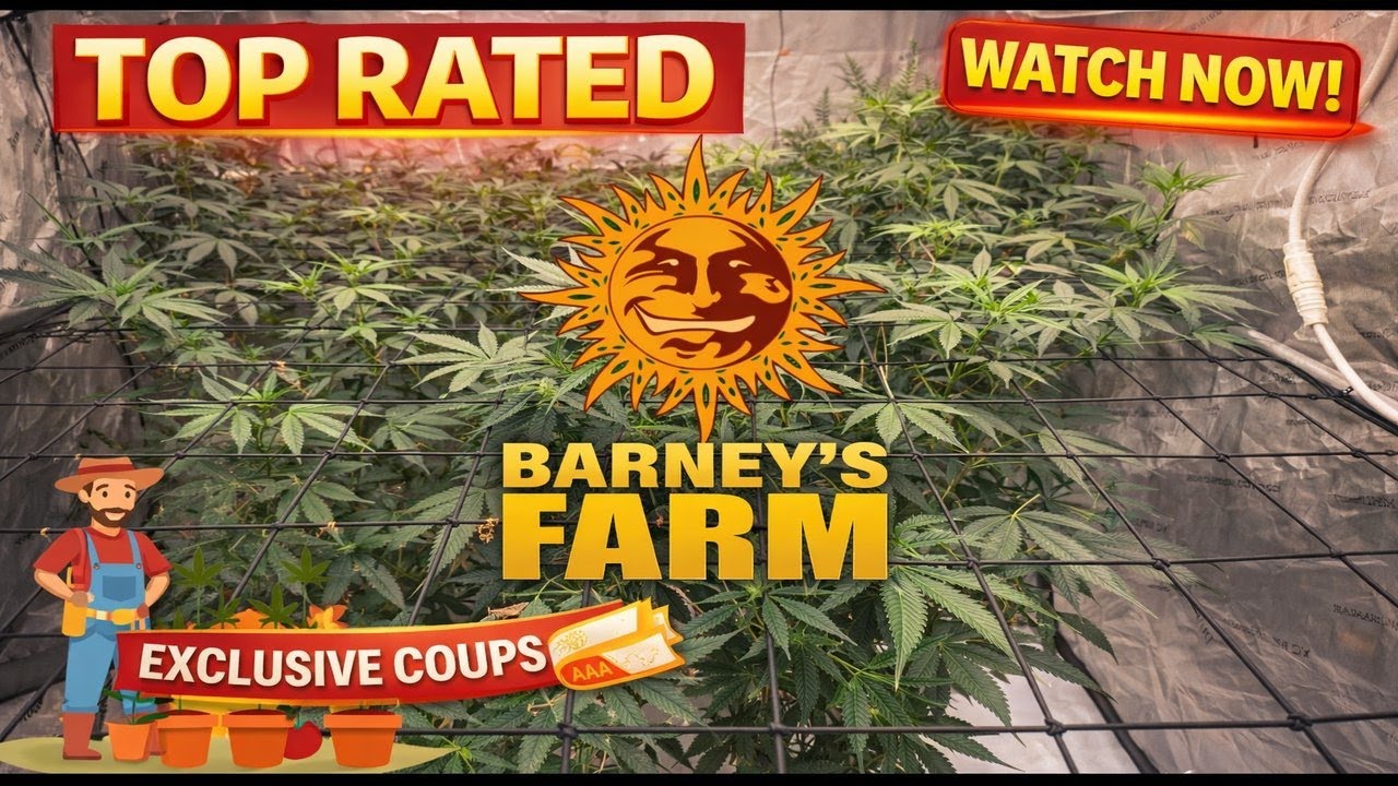 LSD Barneys Farm, Dutch Passion 5x5 Grow