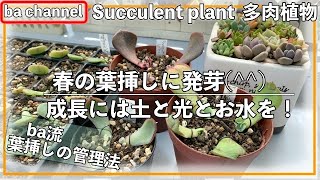 210 多肉植物 春の葉挿しに発芽 これからの成長には光と土とお水 Succulent Youtube