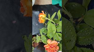 Hybrid orange rose grow from cutting#short #shorts #rose