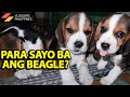 PRICE NG BEAGLE DOG SA CARTIMAR PET SHOP DOG SHOP - KSFamilyTV の動画、YouTube動画。