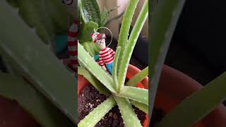 where is wally today? #whereswaldo  #whereswally