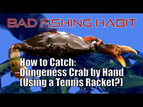 How to Catch Dungeness Crab by Hand (Using a Tennis Racket?) Easy & Fun  Crabbing! 