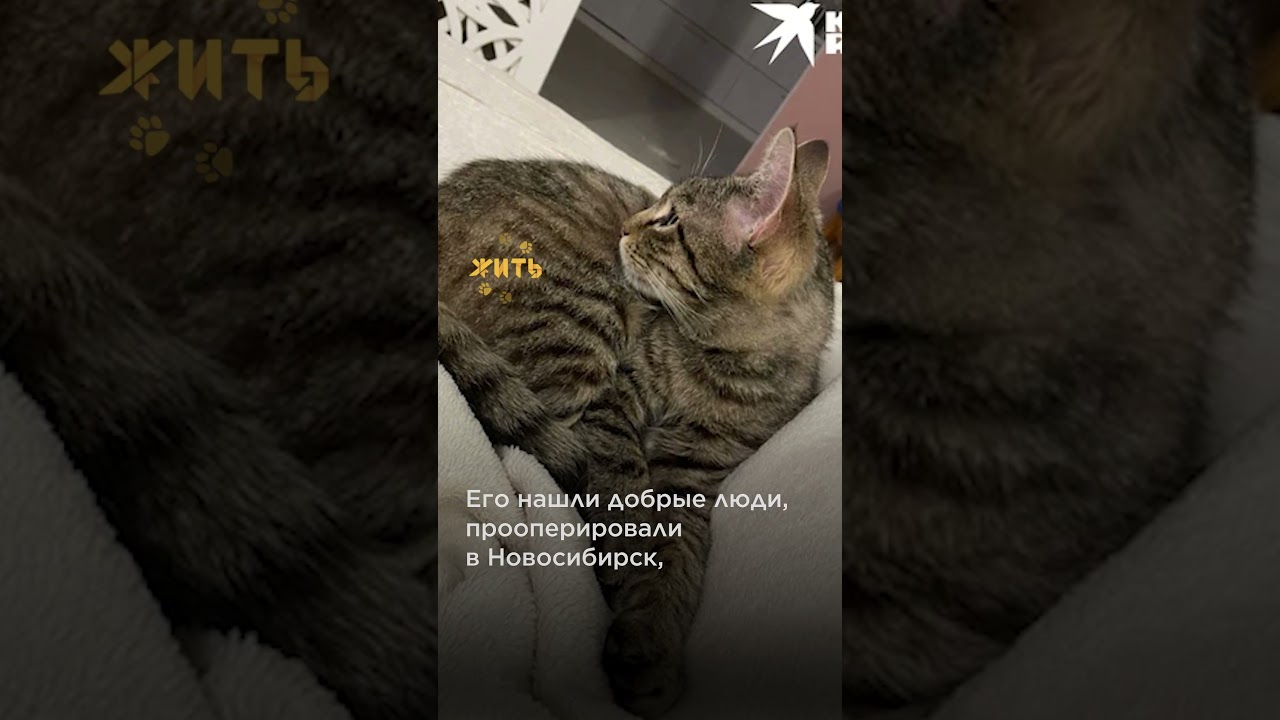 ⁣Котик в Донецке потерял хозяев @shortszoozhit  #животные #спасение #питомцы #котик