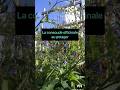 La consoude au potager permaculture potager shortsubscribe culture status autonomie