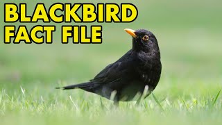 Blackbird: Fact File (British Wildlife Facts)