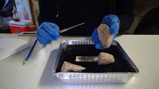 BIO 220 Sheep Brain Dissection