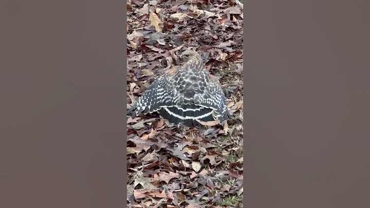 Redtail Hawk covering prey