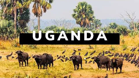 UGANDA TRAVEL DOCUMENTARY | 4x4 Safari Roadtrip 🇺🇬 thumbnail