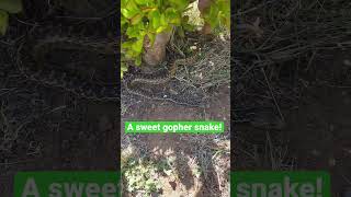 Would you pick up a gopher snake? #animals #shorts