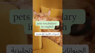 pets vocabulary #learnlanguagevideos #languagelearning #english #انجليزي #learnenglish