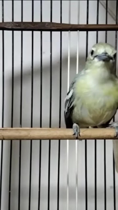 sirtu betina nyecret memangil jantan