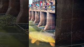 Bikin heboh‼️warga kepung ikan mas raksasa yang terjebak di bawah jembatan. #fishing #bigfish
