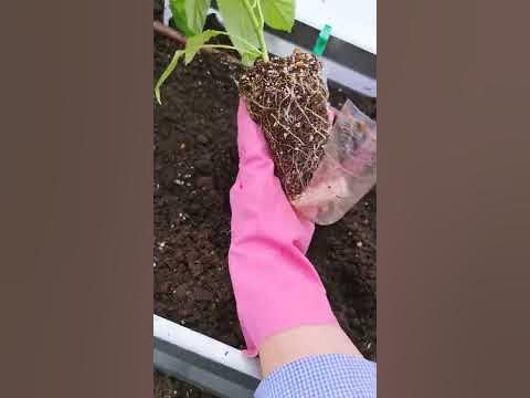 Высадка Рассады ПЕРЦА в грунт #shorts ЧТО добавить в лунку при посадке ...