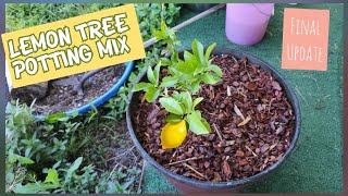 Lemon Tree Update. LEMONS TREE POTTING SOIL