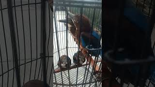 Download Lagu Suara Anakan Tengkek Udang #tengkekudang #tengkekudanggacor MP3 Download Lagu Suara Anakan Tengkek Udang #tengkekudang #tengkekudanggacor MP3